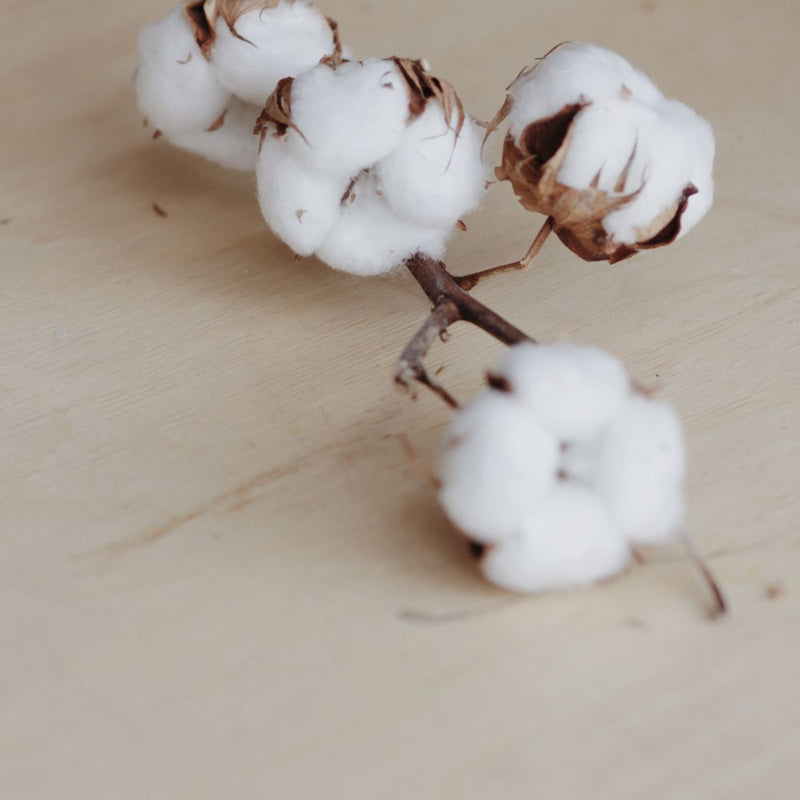 Les fibres textiles : le coton